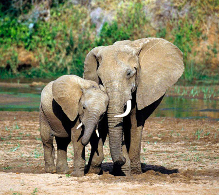 De grote stoere olifant mama